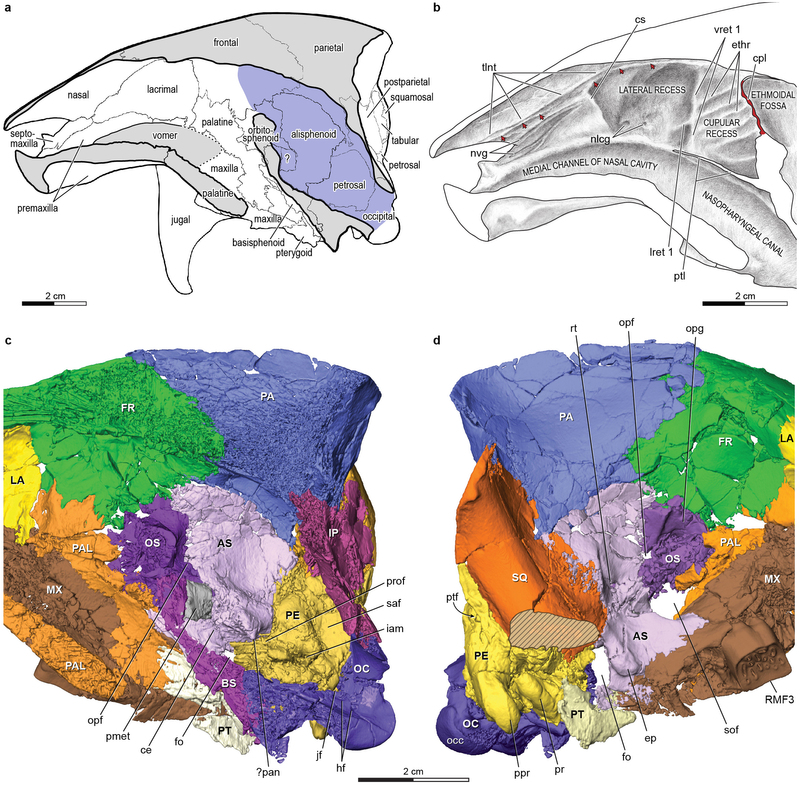 Vintana sertichi头骨结构图
