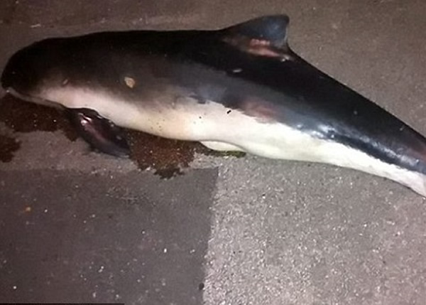 Ӣ��������˹�����뺣��1.6����Ľֱ�С�﷢��һ������ʬ��