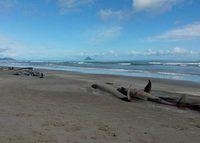 新西兰周四再有22条 领航鲸搁浅 后 死亡  - 神秘的