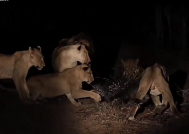 虽然有狮子对箭猪(中)有所动作,但仍动不了它分毫。