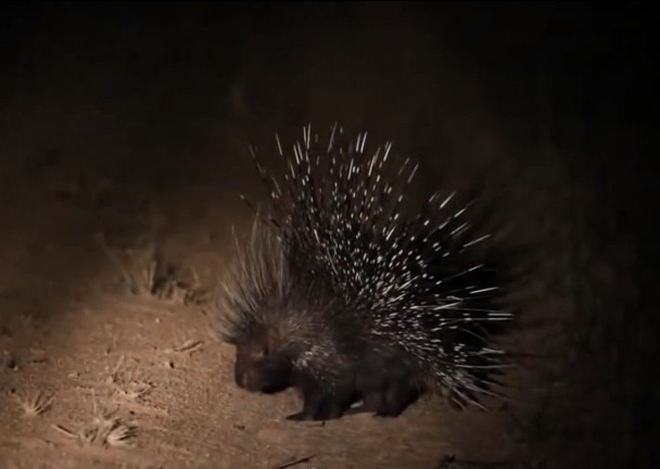 箭猪最后得以全身而退。