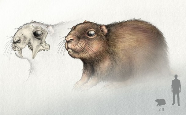 Vintana sertichi拥有啮齿般的门牙、大眼睛。