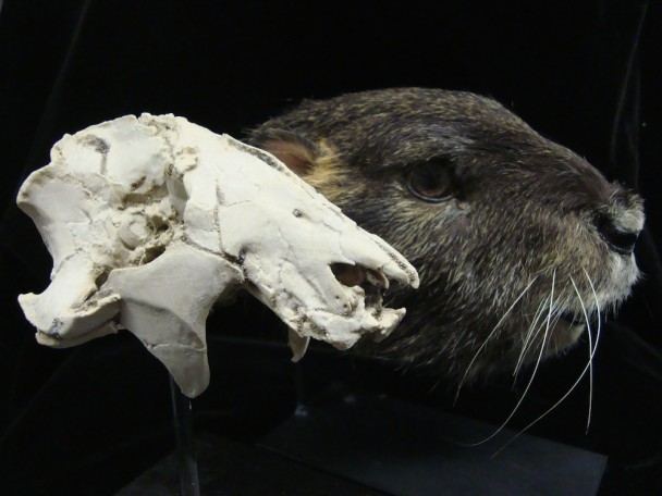 Vintana sertichi的头骨(左)与头部模型(右)。
