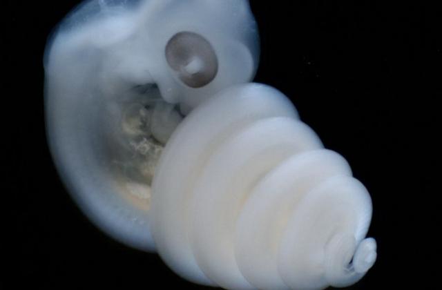 ��ͼ��ʾ�����ǲ��ѽ�6��֮��ļ�����̥������ֳ����ѿ�����ɼ���λ����̥β��������