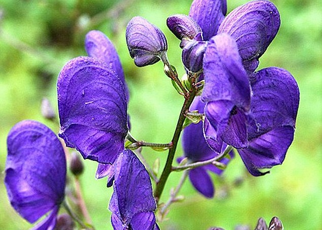 乌头(图)是一种属于毛茛科的开花植物,因形状似风帽,故又名“魔鬼头盔”或“僧侣兜帽”。