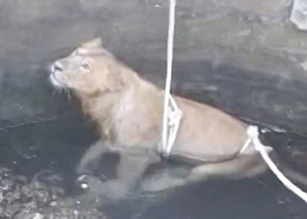 村民用绳缚起命危雄狮