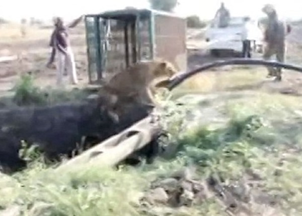 村民成功将狮子拉出井外