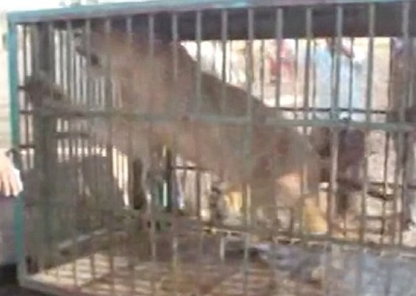 当局将狮子送往动物保护中心接受观察