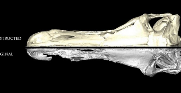 英国研究团队采用数字化恢复死神龙头骨