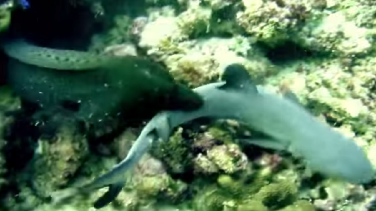 误闯巨鳗领地的小鲨鱼险被生吞