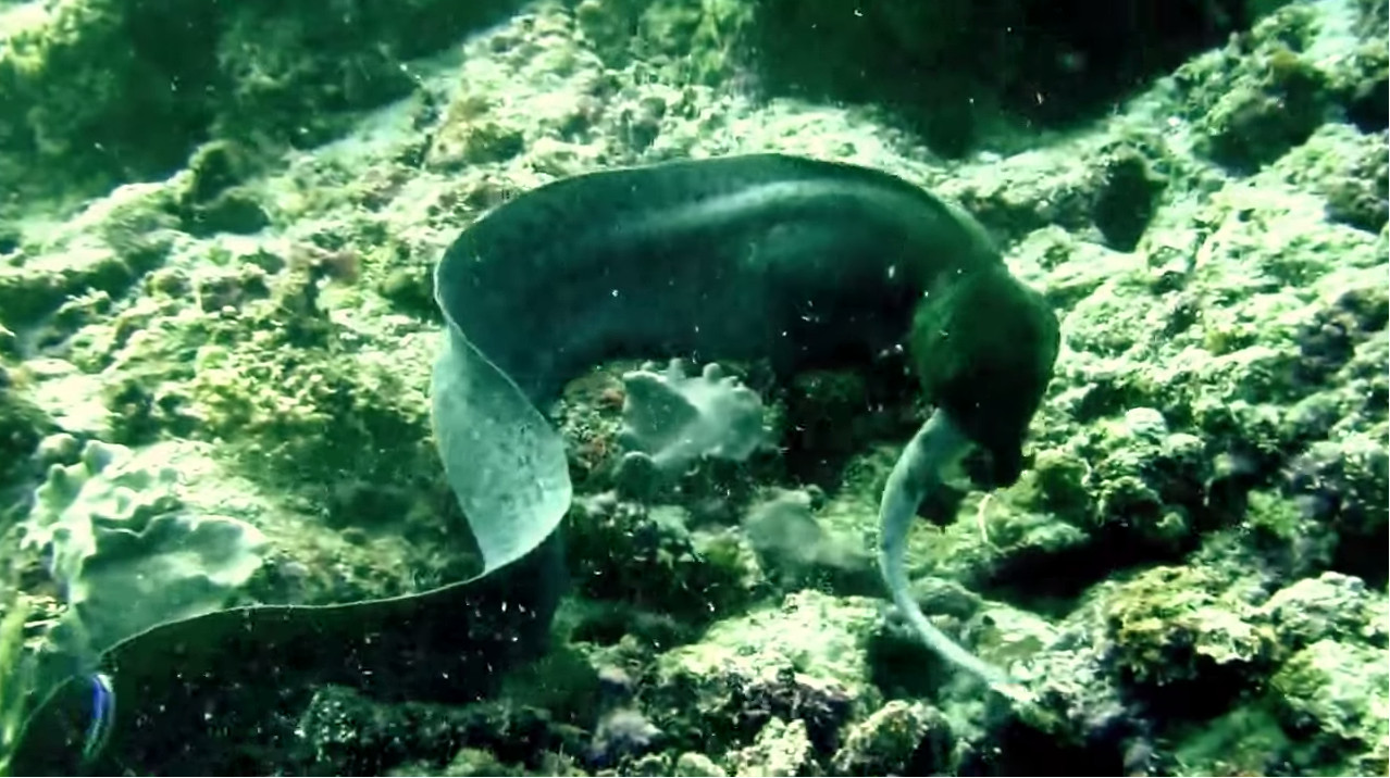 误闯巨鳗领地的小鲨鱼险被生吞