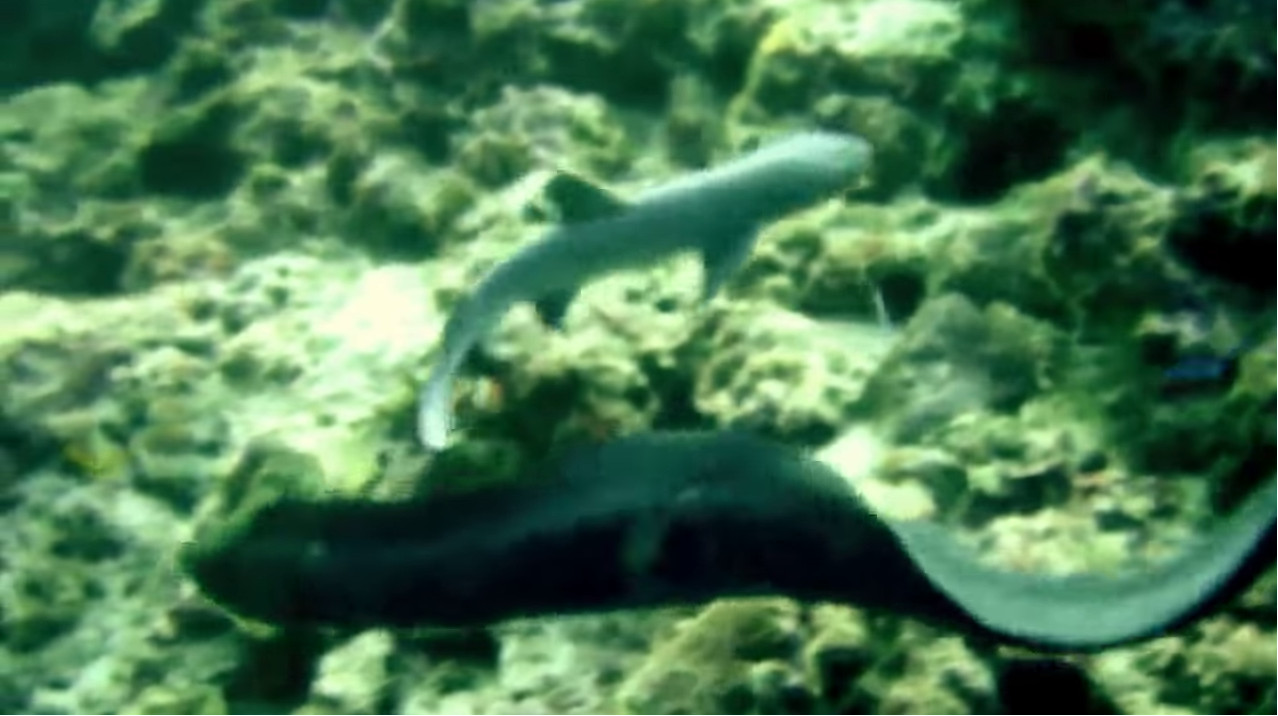 误闯巨鳗领地的小鲨鱼险被生吞