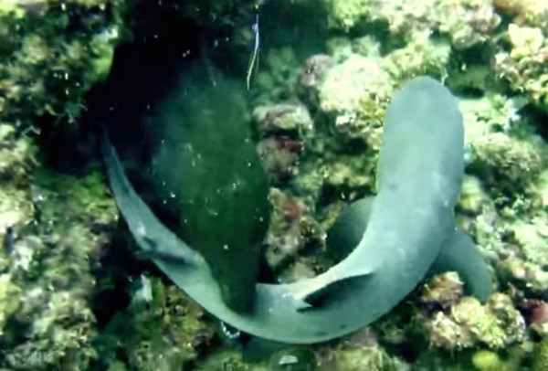 海鳗吞灰三齿鲨