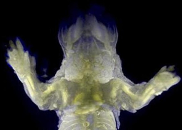 ͸������Ͷ��������͸������������ѧ�ҿ�ȡ������ϸ���ľ���Ӱ��