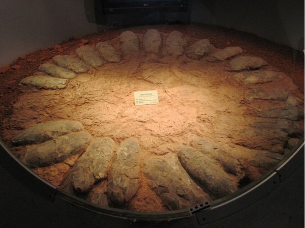 恐龙孵蛋为什么不会把蛋压碎