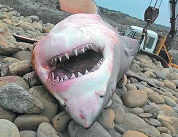 鲨鱼在台湾岸边搁浅死亡露“血盆大口”