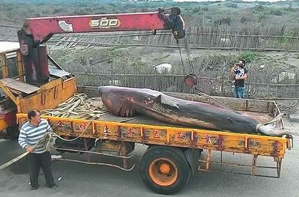 鲨鱼在台湾岸边搁浅死亡露“血盆大口”