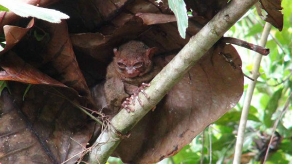 菲律宾眼镜猴睡眼惺忪