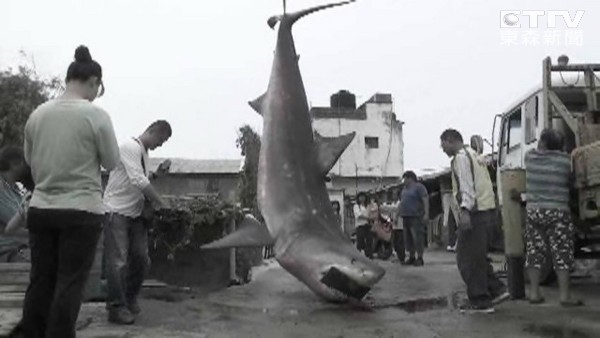 台湾苗栗县后龙镇大白鲨搁浅死亡