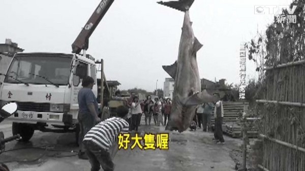 台湾苗栗县后龙镇大白鲨搁浅死亡