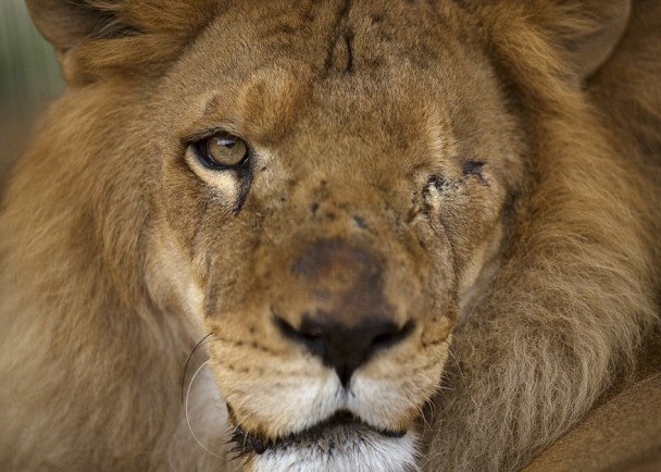 该批狮子在马戏团内惨遭虐待,其中一只狮子的左眼更变盲。
