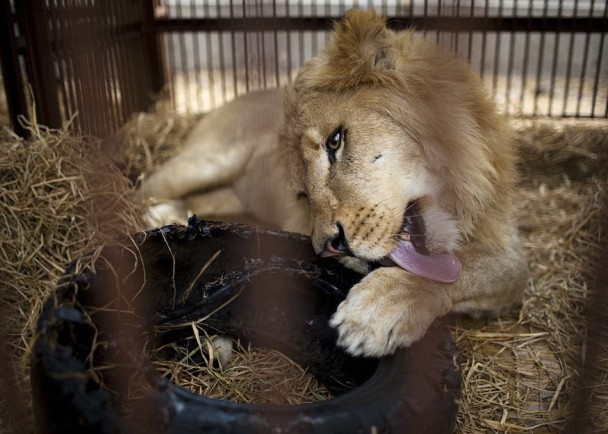 狮子们经过4年的等待,终可迁入丹佛的野生动物保护区。