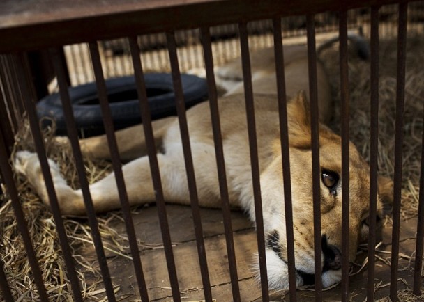 狮子被救前在马戏团内惨遭虐待。