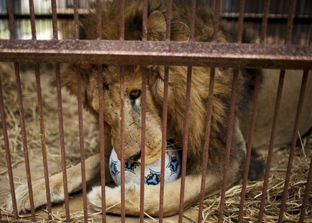 野生动物组织4年前救出被虐狮子。