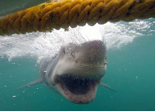 大白鲨意外冲向斯图尔特身处的铁笼