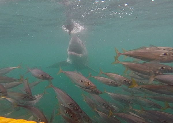 大白鲨原本是想捕食鱼饵