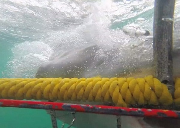 大白鲨铁笼后转身就走