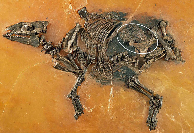 �¹������˸�����һ��ҳ�ҿ���4700����ǰһֻ���е�ĸ����ʯ