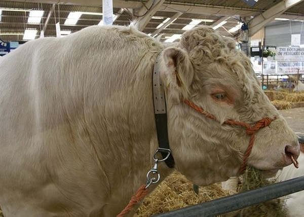 ��������ţ��ͬ����δ�ܷ�ֳ���������ɱ