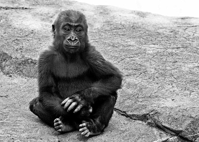 ���������ж���԰���������͵ش�������Һѹ�Ż�����ѹ��