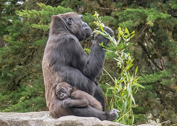 ���ȱ�(��)ֻ��15���´�