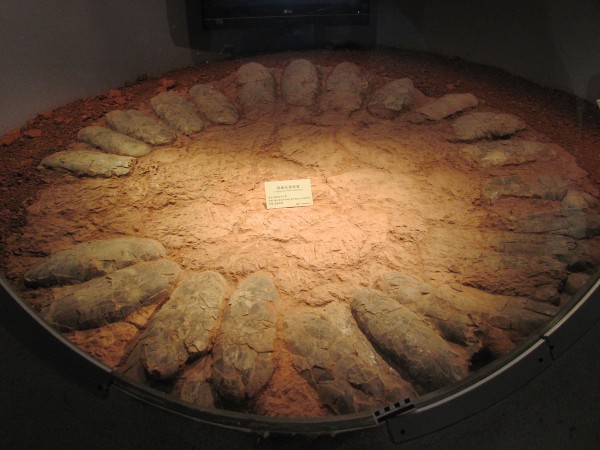 恐龙通过巧妙地安排恐龙蛋以防止其被压碎