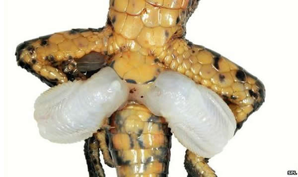 ����ӵ��˫���������µ��о���ʾ����Դ��������֫�Ĳ����йء�