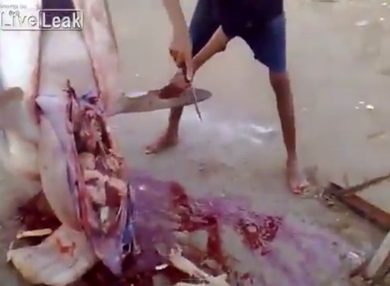 奇怪:红海捕获虎鲨 剖开后竟发现肚内有一整头羊的残骸