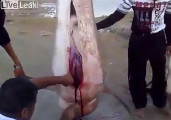 奇怪:红海捕获虎鲨 剖开后竟发现肚内有一整头羊的残骸