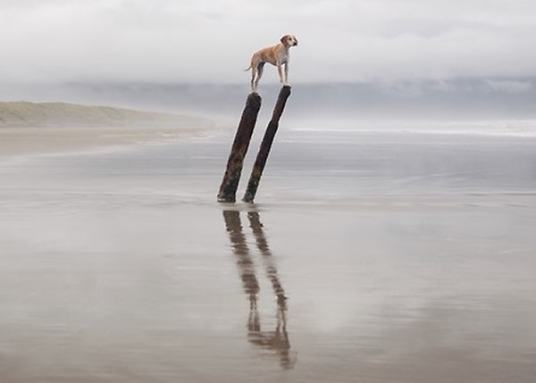 ���������˵������Σ��ڸ�������ٻӰ��