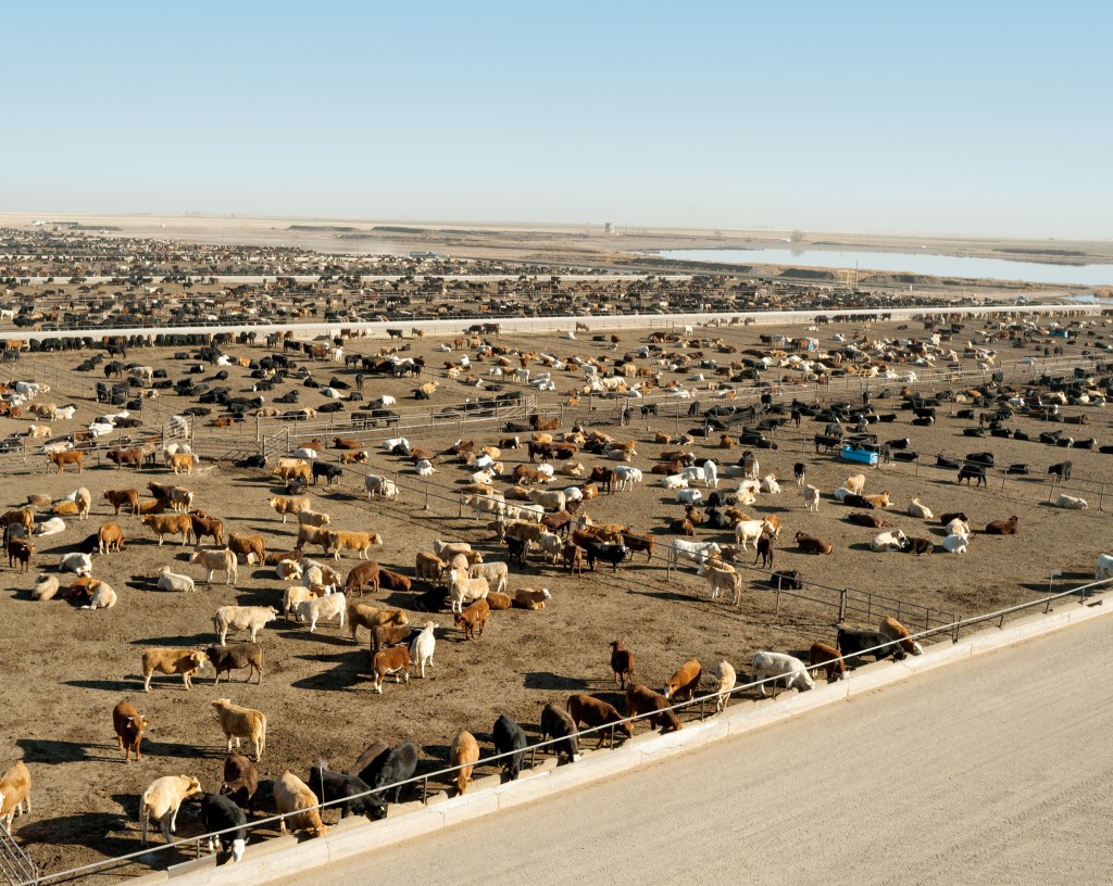 ���գ������������׻ᾭ����·���������˺��µ��������������������������ж��5��ֻţ�ڴ��Թ���ι��4��6���£���ɷ������������Ҳ��ֲ���ף�ũ��Ϊ�˹�����������