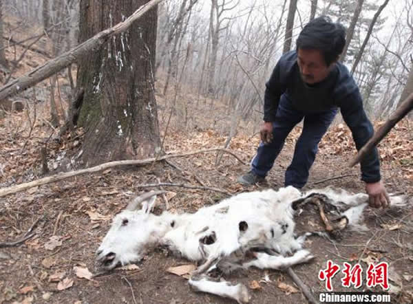 �����������ȱ�Σ��Ұ��Զ������ʳɽ��