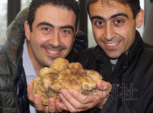 亚平宁食品公司(Appennino Food)本月在意大利北部发现了一块重约1483克的巨型白松露,公司员工进行了展示。照片由该公司提供。