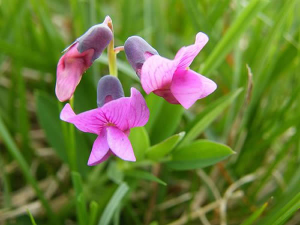 英国考古学家发现一份手稿里面记载石楠豆神奇的瘦身效果