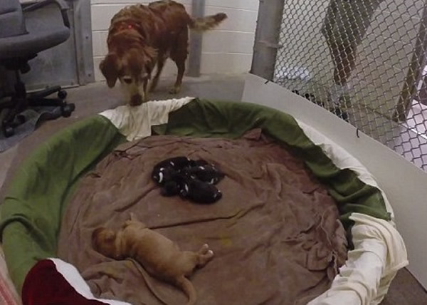 �����Ϊ3ֻ����Ұ���±����Ĵ�ĸ��