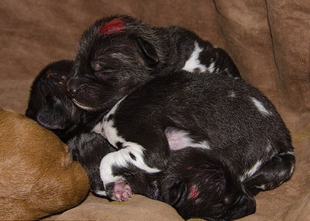 ����Ůһ�еķ���СҰ����ǰ������