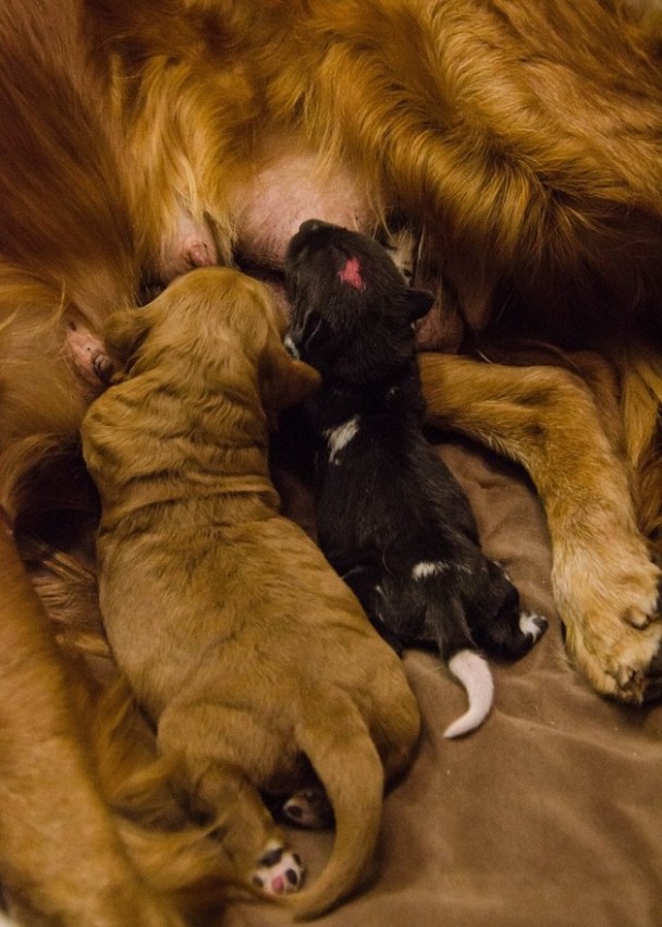 ����ι�Լ�����֮�ţ�Ҳ��ι3ֻ����СҰ����