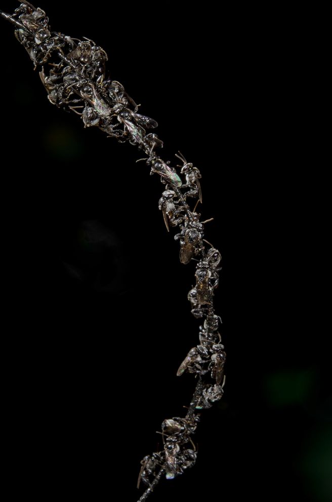 ���Ʒ�Ϊ������䳲����ս���۷��ͣ��֦Ҷ�ϣ��������������ӳ��ķ���䡣��Ӱ��TOBIAS SMITH