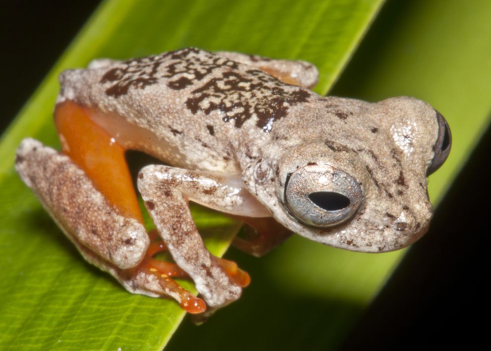 新发现的「蝙蝠蛙」生活在树上,有着极为细长的脚趾。 Photograph by Marcel Sturaro