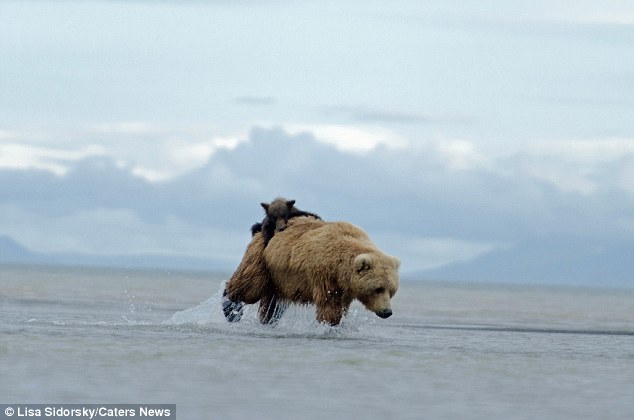 ��������˹�ӵĿ��������ҹ�԰�ܱ�������ţ�а����赱ţ��